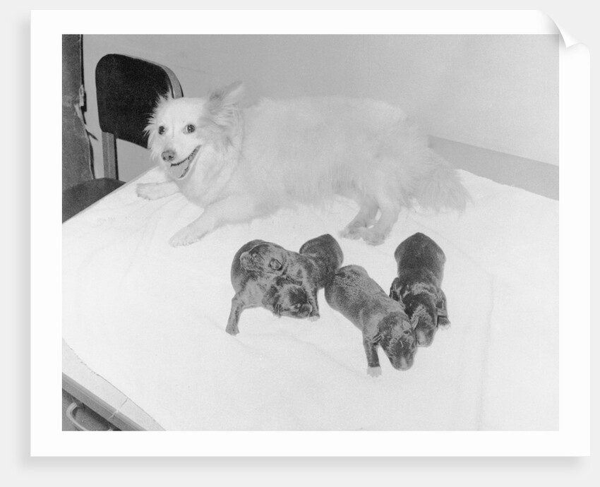 Dogs Lying on Bed by Anonymous