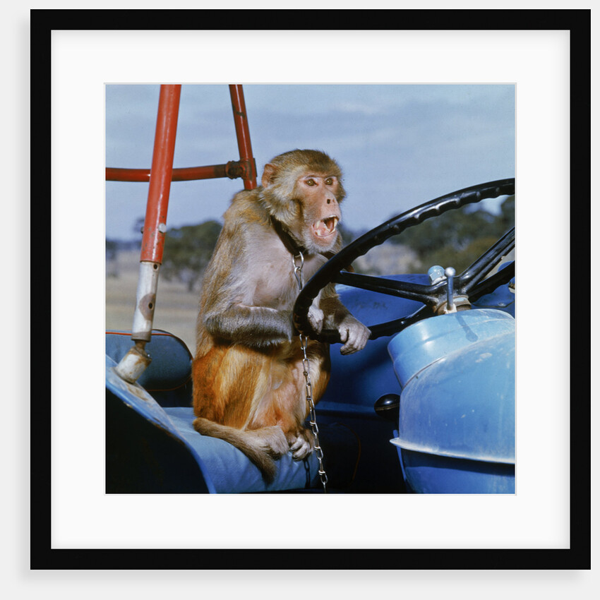 Johnny Rhesus Driving Tractor by Anonymous