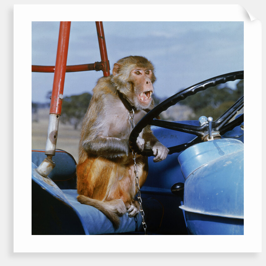 Johnny Rhesus Driving Tractor by Anonymous