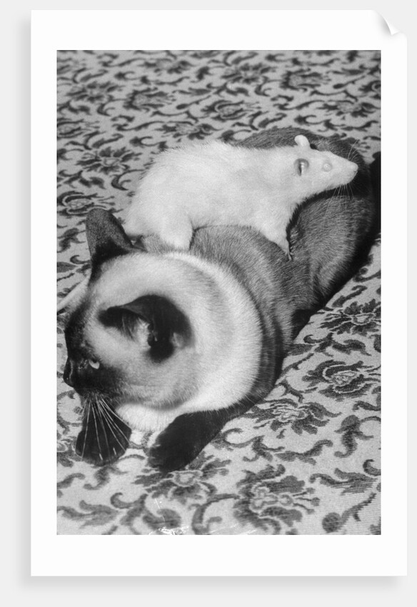 Cat and Rat Lying Together by Anonymous