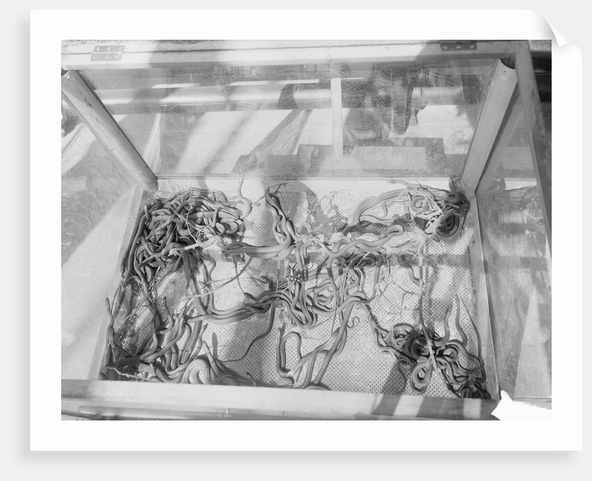 Case of Garter Snakes by Anonymous