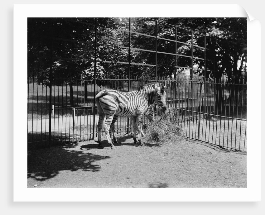 Zebras by Anonymous