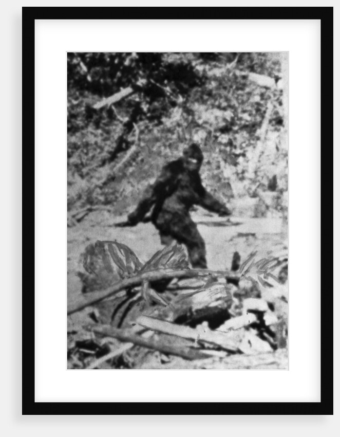 Alleged Photo of Bigfoot by Anonymous