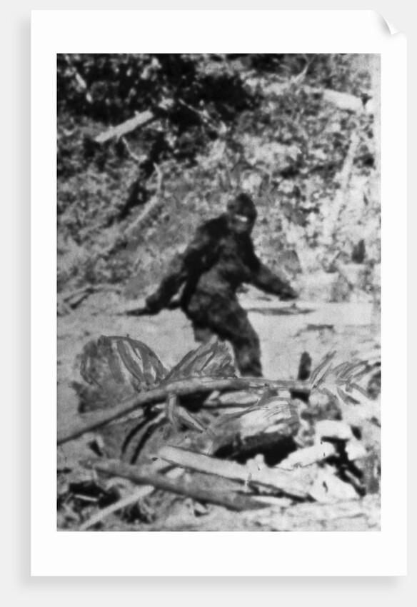 Alleged Photo of Bigfoot by Anonymous