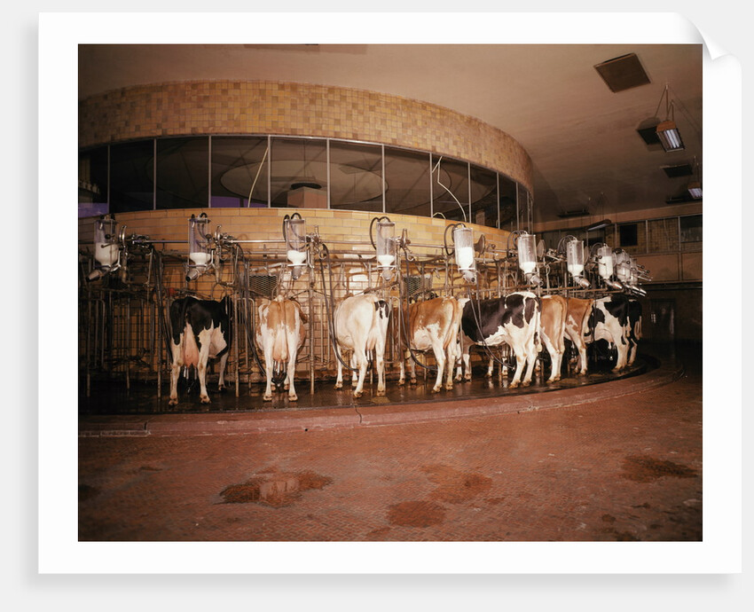 Milking Machine by Anonymous