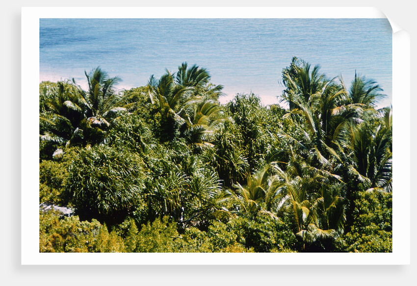 Overview of Lush Trees and Foliage by Anonymous