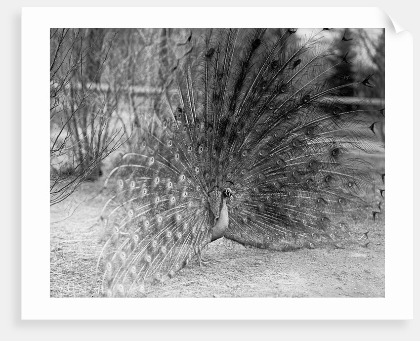 Peacock Flaring Tail Feathers by Anonymous