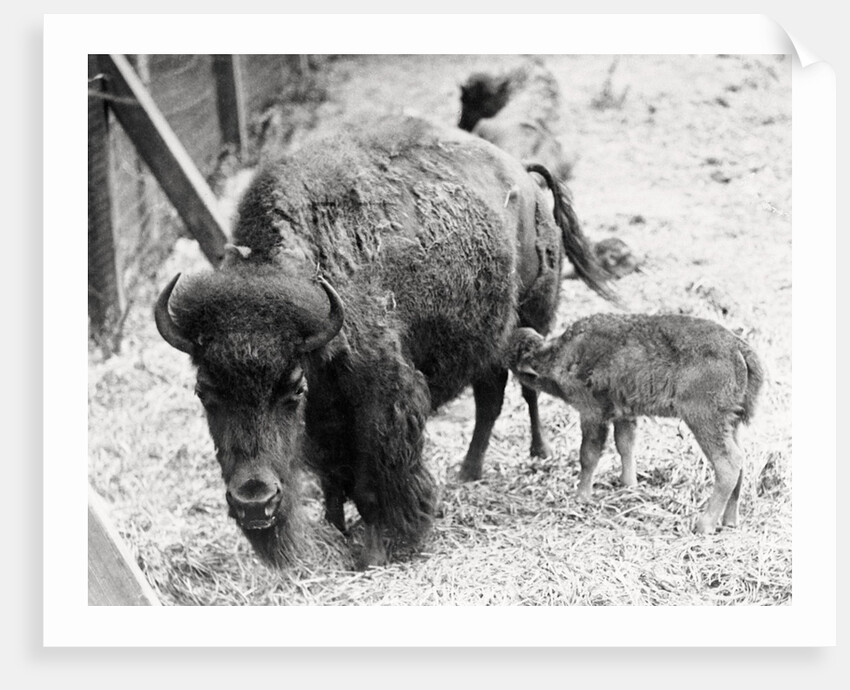 Newborn Buffalo with Mother by Anonymous
