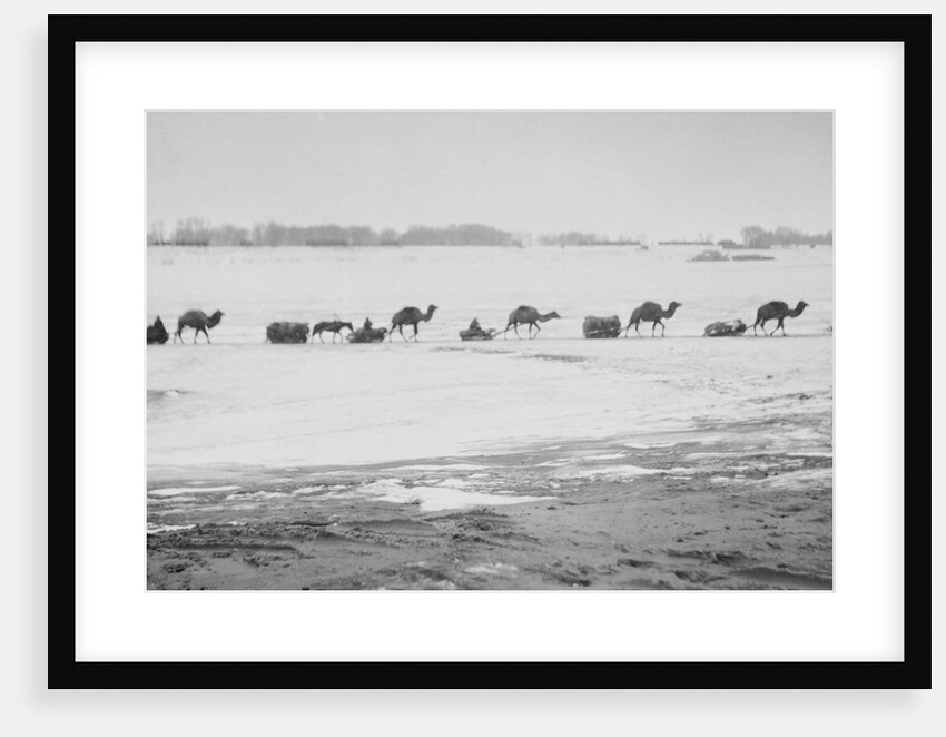 Camel Train Carrying Supplies by Anonymous