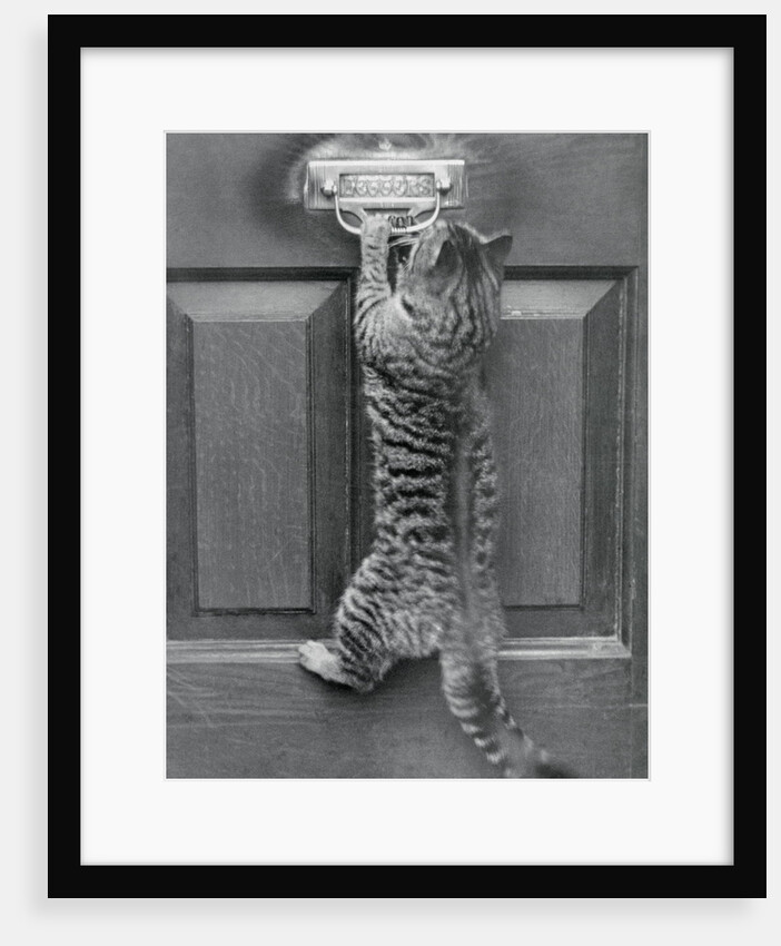 English Watch Cat by Anonymous