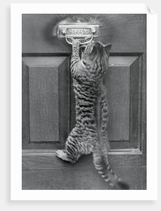 English Watch Cat by Anonymous