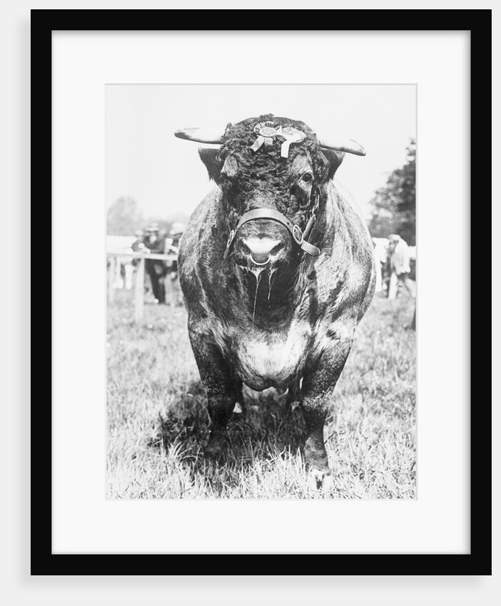 View of Prize Bull by Anonymous