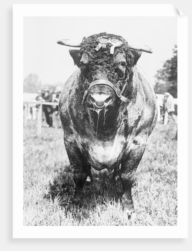 View of Prize Bull by Anonymous