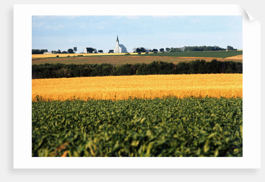 Cornfield with Church in Background by Anonymous