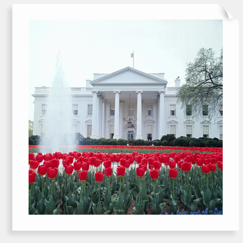 The White House by Anonymous