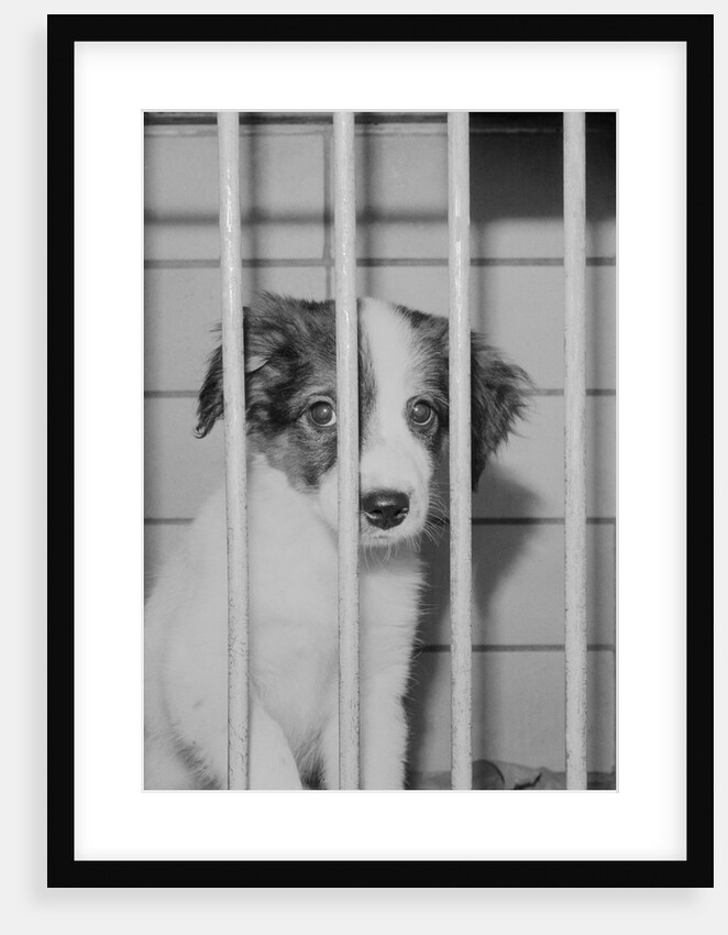Dog Waiting for Adoption in Cage by Anonymous