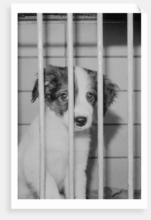 Dog Waiting for Adoption in Cage by Anonymous
