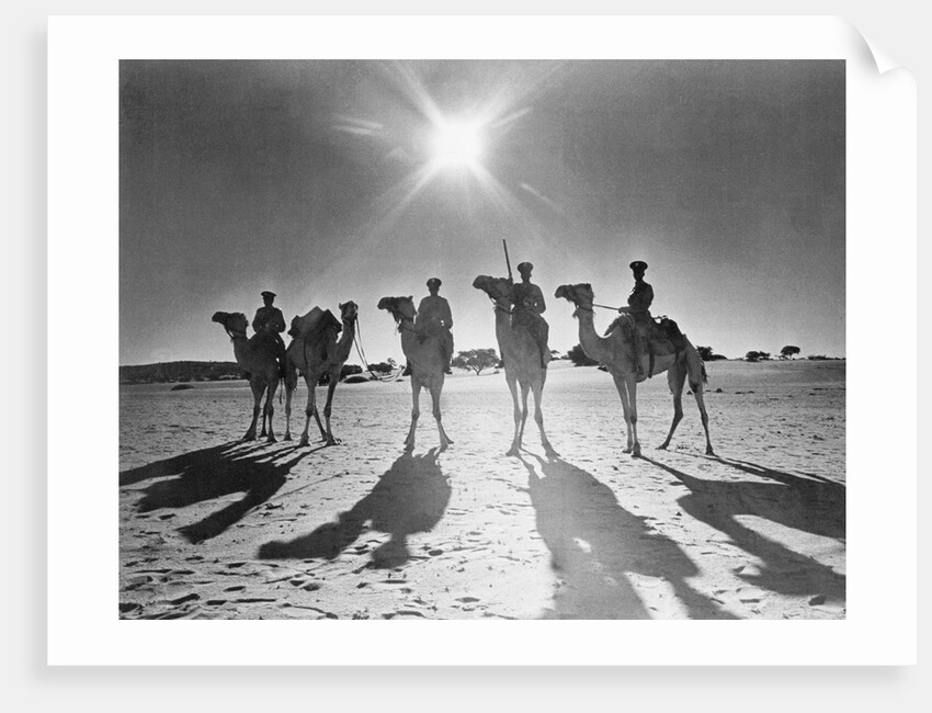Botswana's Police Camel Corps by Anonymous