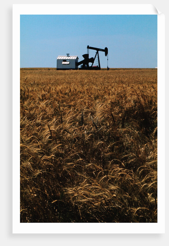 Crops Ready for Harvest by Anonymous