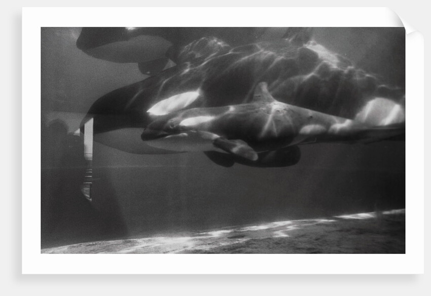 Family of Whales at Marineland by Anonymous
