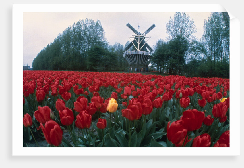 Field of Tulips with Windmill by Anonymous