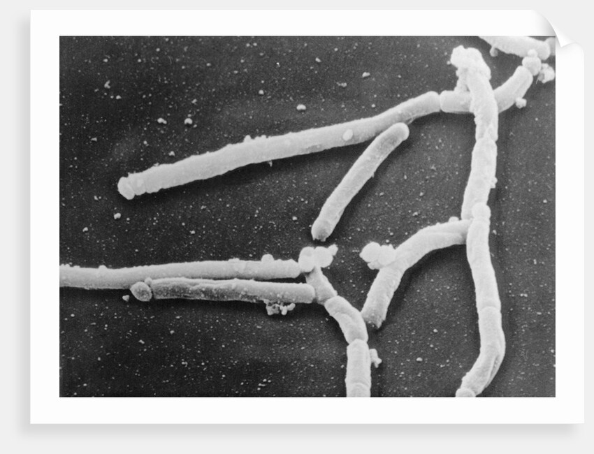 Scientific Depiction of Bacteria by Anonymous