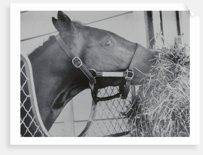 Horse Eating Alfalfa by Anonymous