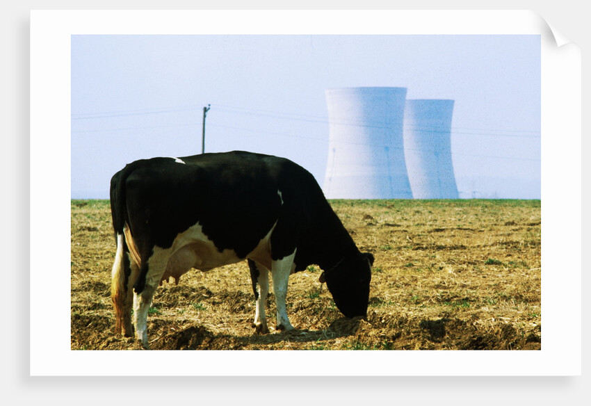 Cow Grazing in Front of Three Mile Island Power Plant by Anonymous