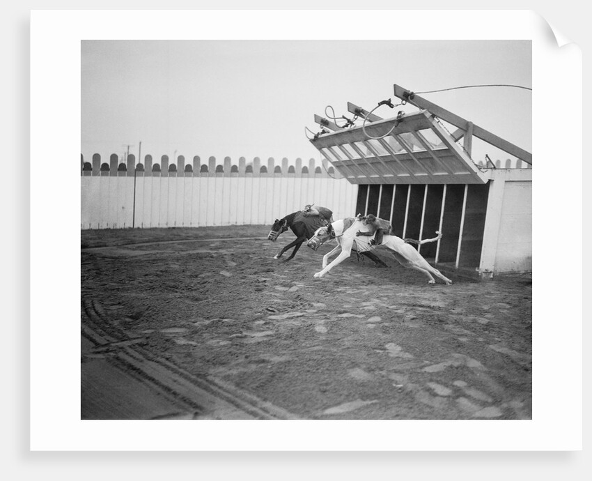 Dogs Racing with Monkeys on Their Backs by Anonymous
