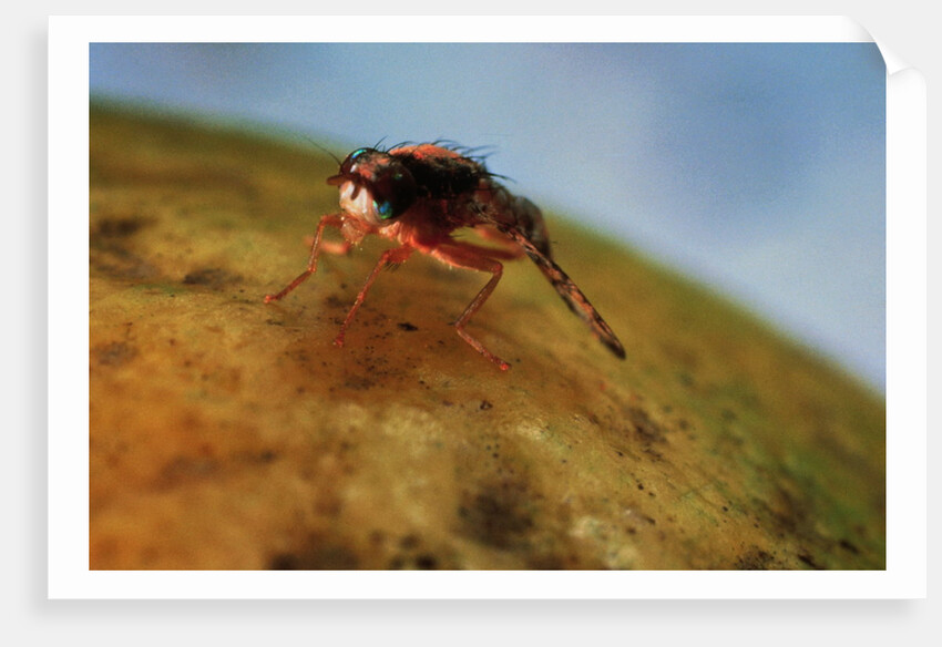 Mediterranean Fruit Fly by Anonymous
