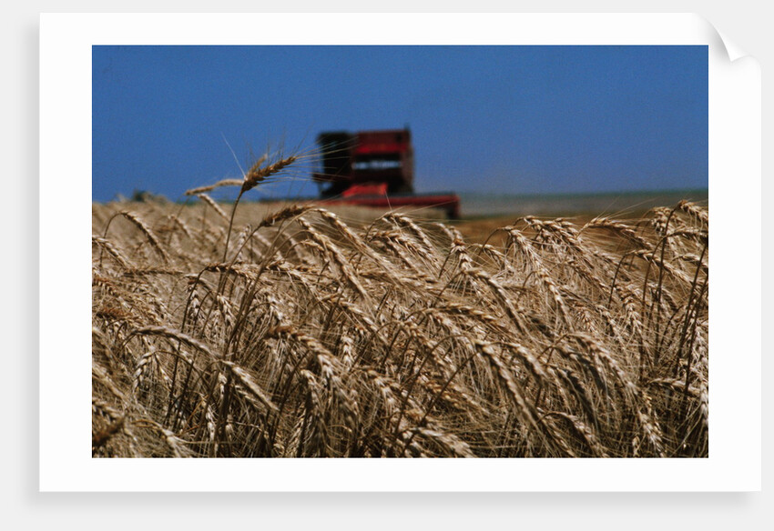 Wheat Field in Kansas by Anonymous