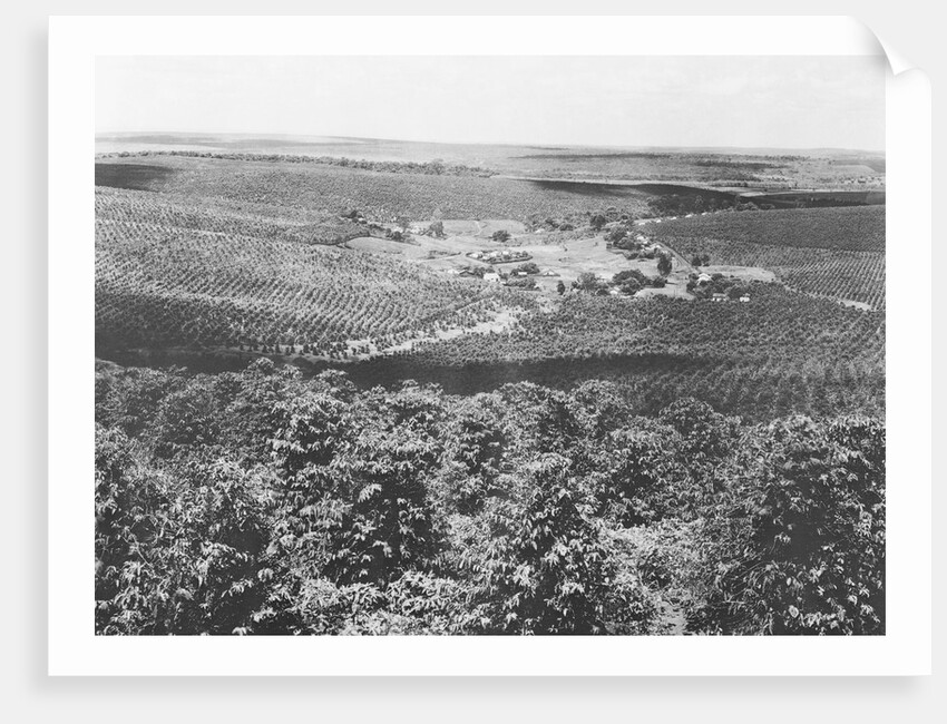 Coffee Plantation in Brazil by Anonymous