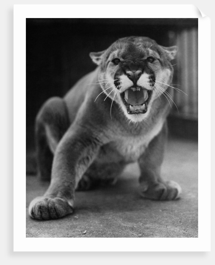 Zoo Held Cougar Snarling in Attack Position by Anonymous