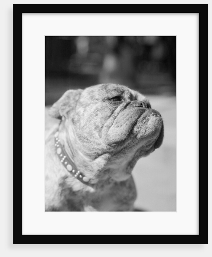 Winning Bulldog at Dog Show by Anonymous