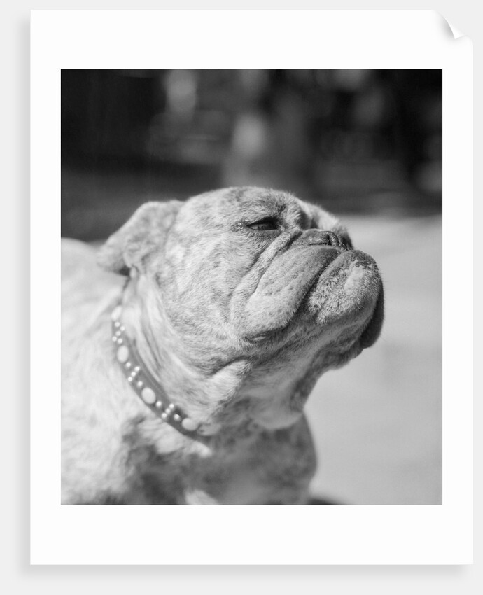 Winning Bulldog at Dog Show by Anonymous