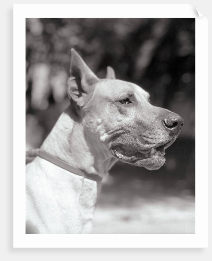 Winning Great Dane at Dog Show by Anonymous