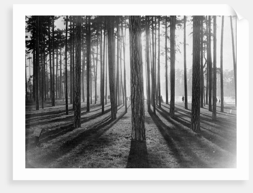 Lights and Shadows Showing Through the Trees by Anonymous