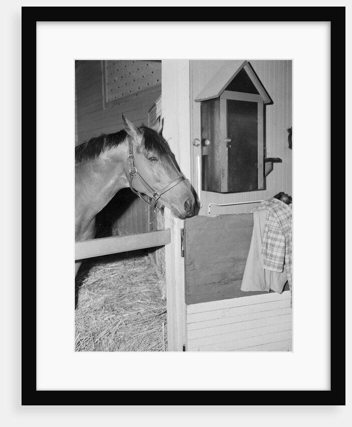 Racehorse Seabiscuit by Anonymous
