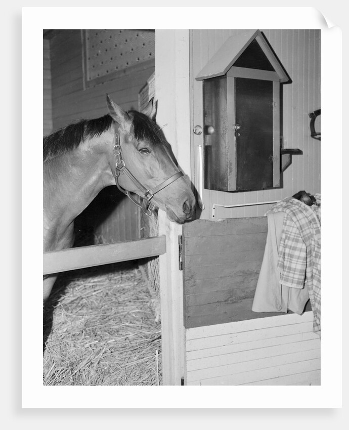 Racehorse Seabiscuit by Anonymous