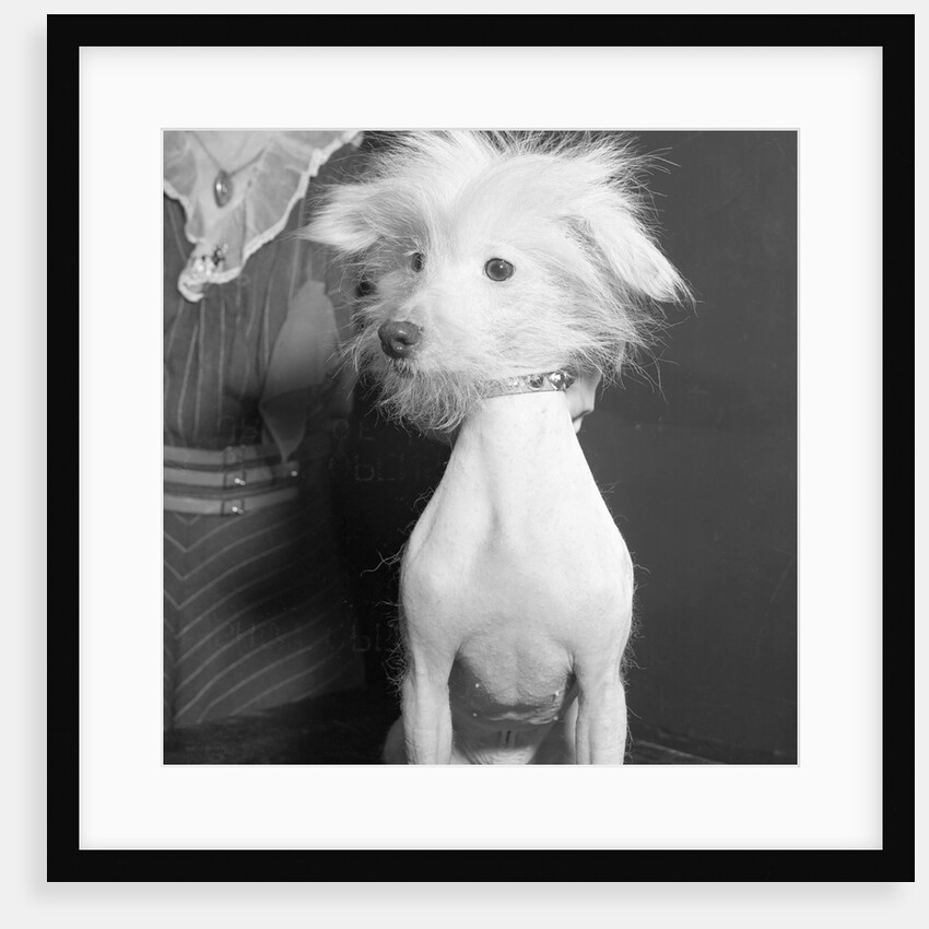 Portrait of Dog Admitted in Westminster Kennel Club Show by Anonymous