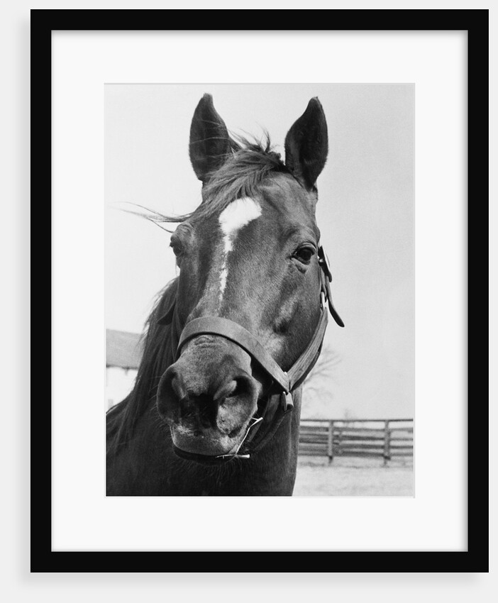Man O' War Relaxing on His Farm by Anonymous
