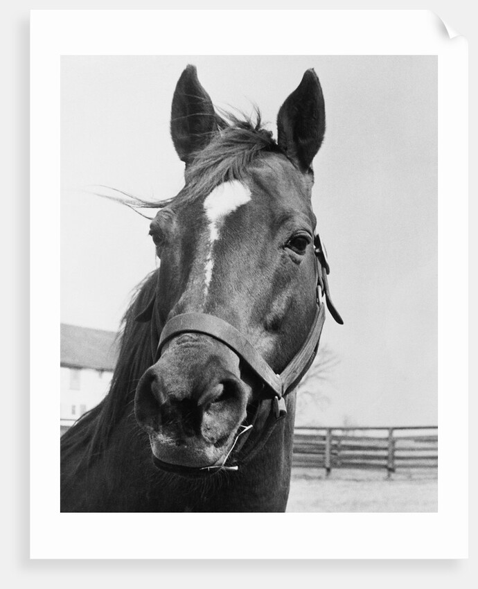 Man O' War Relaxing on His Farm by Anonymous