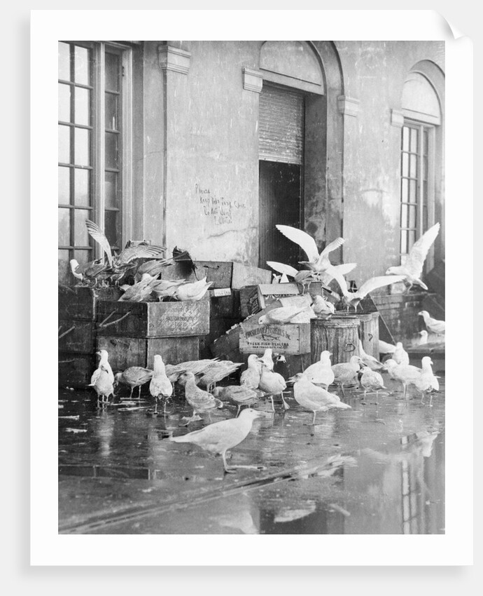 Shot of Scavenger Birds by Anonymous