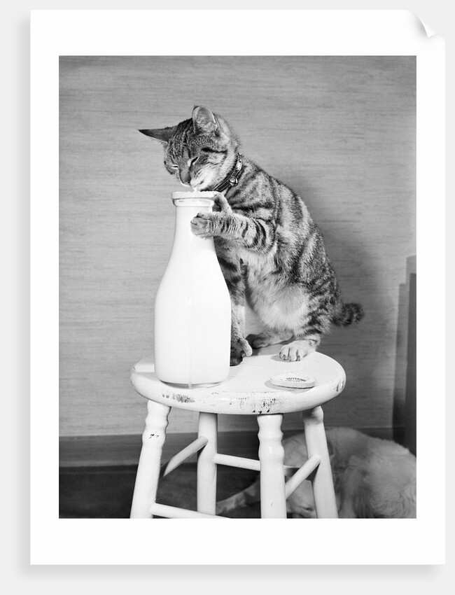 Cat Standing on Stool with Milk Bottle by Anonymous
