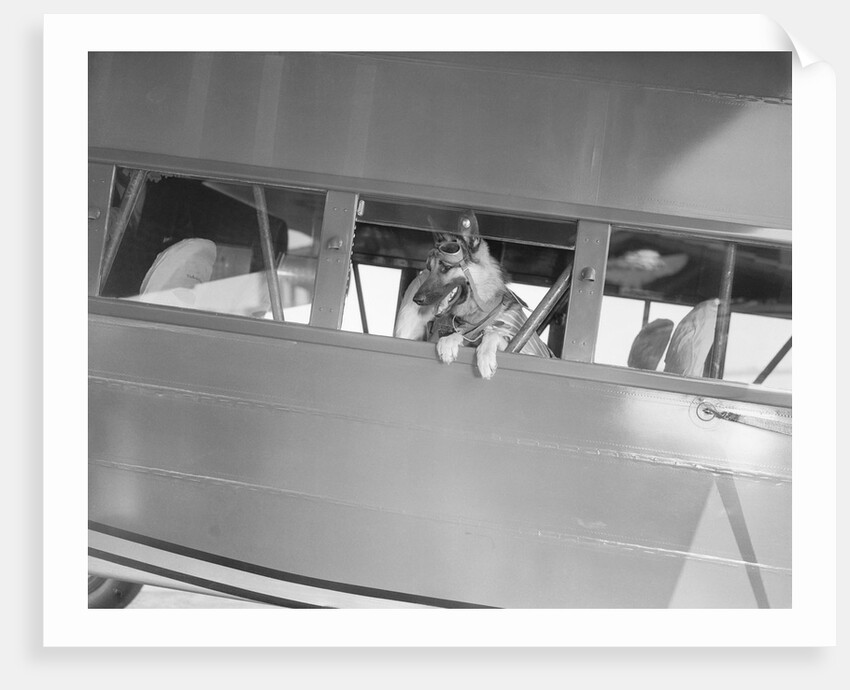 Rin Tin Tin Posing in Airplane by Anonymous
