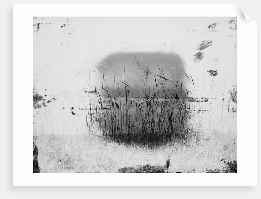 Birds Sitting on Reeds Along Shore by Anonymous