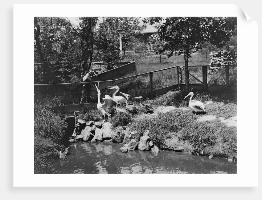 Pelicans Being Feed at Philadelphia Zoo by Anonymous
