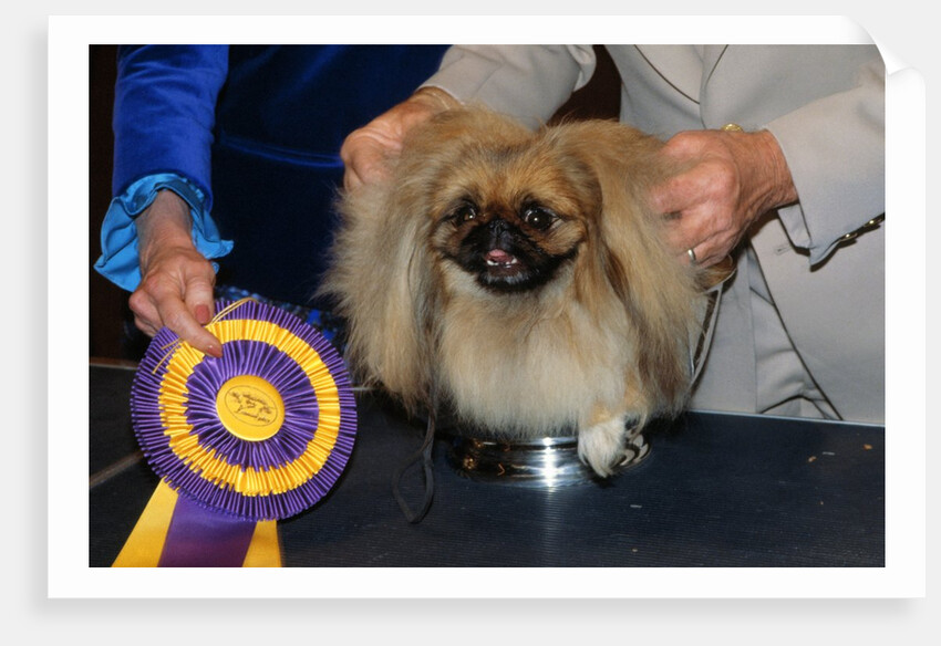 Dog Sitting on Trophy by Anonymous