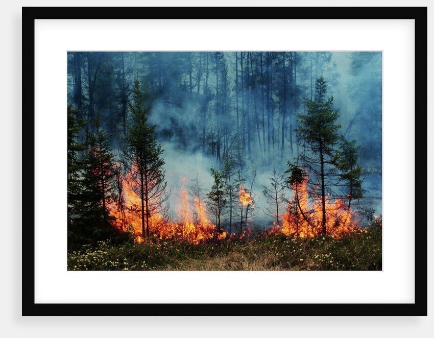 Forest Fire Blazing by Anonymous