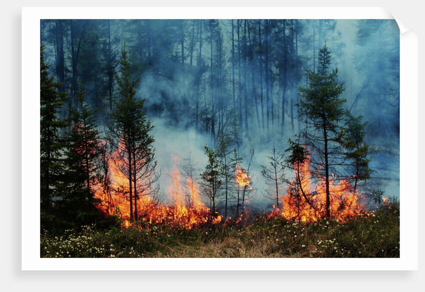 Forest Fire Blazing by Anonymous